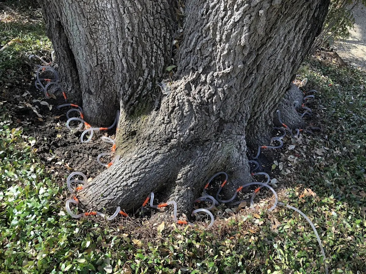 Detailed Tree Cabling and Bracing job site in Whiteclay